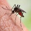 Malaria - A Life-threatening Disease, Mosquito bites