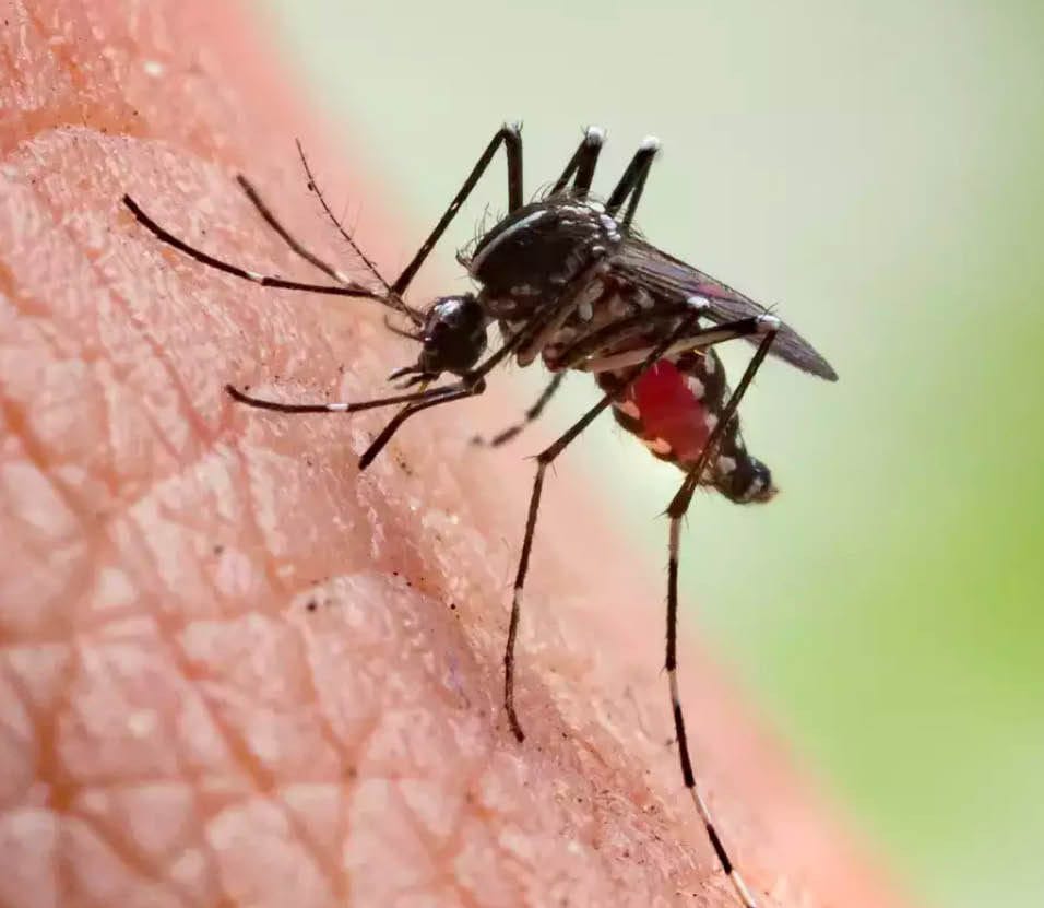 Malaria - A Life-threatening Disease, Mosquito bites